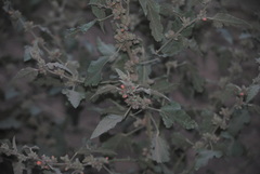 Sphaeralcea bonariensis