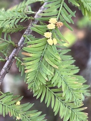 Taxodiomyia