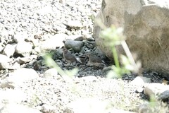 Phoenicurus fuliginosus