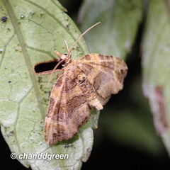 Chaetolopha incurvata