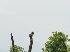 Yungipicus canicapillus