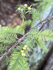 Taxodiomyia