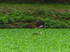 Hydrophasianus chirurgus