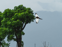 Hydrophasianus chirurgus