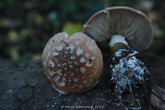 Leucocortinarius bulbiger
