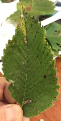 Stigmella apicialbella