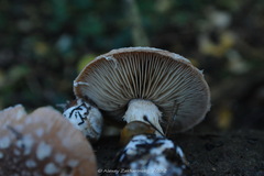 Leucocortinarius bulbiger