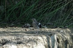 Enicurus schistaceus