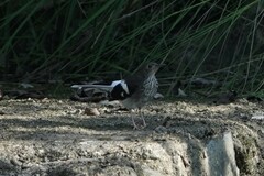 Enicurus schistaceus