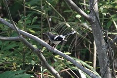 Enicurus schistaceus