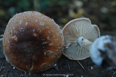 Leucocortinarius bulbiger