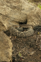 Crotalus molossus nigrescens