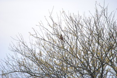 Pseudoseisura lophotes