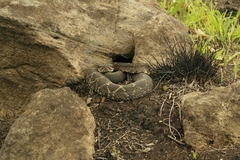 Crotalus molossus nigrescens