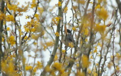 Microspingus melanoleucus