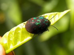 Orsilochides variabilis