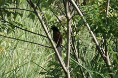 Centropus sinensis
