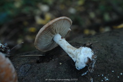 Leucocortinarius bulbiger