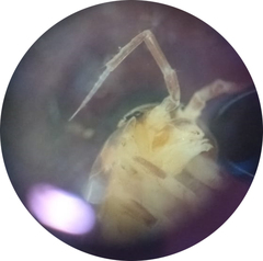 Styloniscus