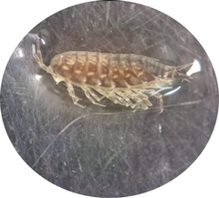 Styloniscus