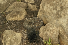 Crotalus molossus nigrescens