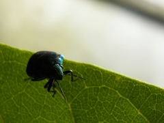 Orsilochides variabilis