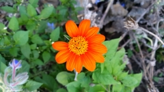 Tithonia