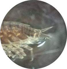 Styloniscus