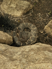 Crotalus molossus nigrescens