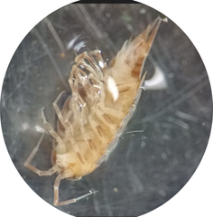 Styloniscus
