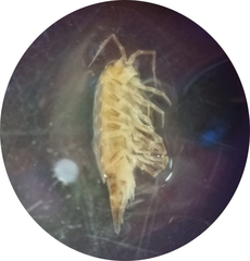 Styloniscus