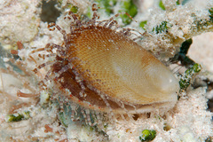 Ctenoides annulatus