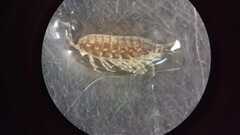 Styloniscus