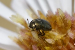 Brassicogethes aeneus