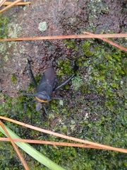 Leptoglossus gonagra