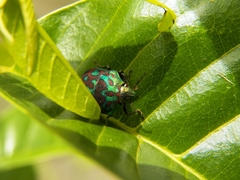 Orsilochides variabilis