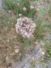Daucus carota