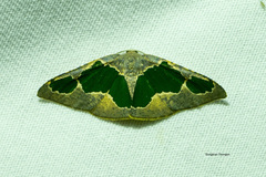 Celenna festivaria