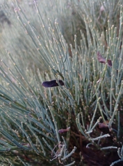 Cytisus oromediterraneus
