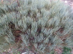 Cytisus oromediterraneus