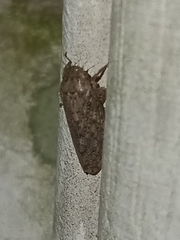 Curtara insularis