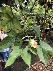 Gossypium barbadense