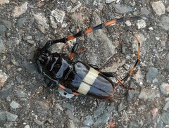 Trachyderes succinctus