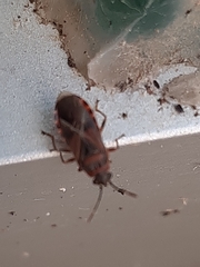 Arocatus melanocephalus