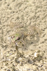Pelophylax ridibundus