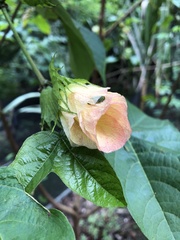 Gossypium barbadense