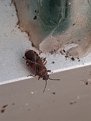 Arocatus melanocephalus