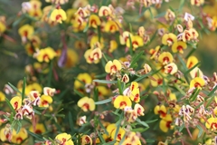 Bossiaea linophylla