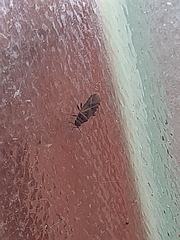 Arocatus melanocephalus