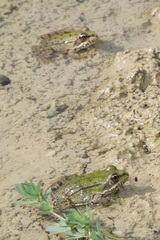 Pelophylax ridibundus